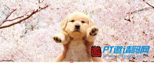 我和狗狗的十个约定